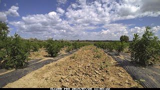 Timelapse of hemp growing in the field [upl. by Arres]