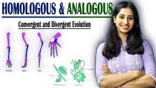 HOMOLOGOUS AND ANALOGOUS Structure II Divergent and Convergent Evolution II [upl. by Ignatz]