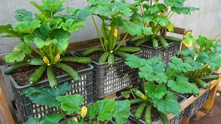 Garden  Why is it so easy to grow zucchini Discover how to grow zucchini at home [upl. by Aeriela]