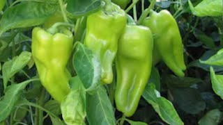 SATURDAYS HARVEST OF CUBANELLE PEPPERS FROM ONE PLANT [upl. by Kunz]