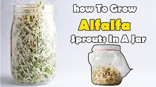 how To Grow Alfalfa Sprouts In A Jar [upl. by Yttap]