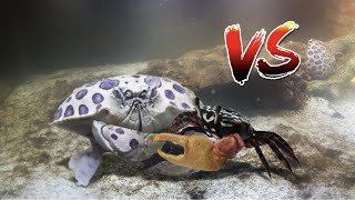 CRAB BOXING  Leopard Crab VS Fiddler Crabs [upl. by Ailehpo]