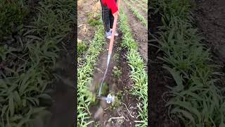 Weeding Hoe With Wheels satisfying shortsvideo [upl. by Brier408]