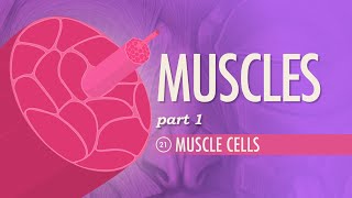 Muscles Part 1  Muscle Cells Crash Course Anatomy amp Physiology 21 [upl. by Elbam]