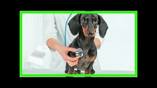 Diagnose von Herzinsuffizienz bei Hunden [upl. by Ahsyt]