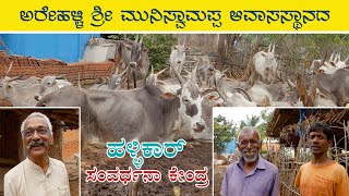 Arehalli Muniswamappa Hallikar cattle conservation centre [upl. by Dickman]