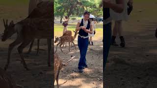 【外国人の反応】奈良の鹿を見て笑顔が溢れる外国人観光客🦌Nara Park [upl. by Kristine329]