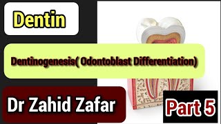 Part5 Dentin Dentinogenesis odontoblasts differentiationtencate dentin dentionogenesis [upl. by Ettenahc]