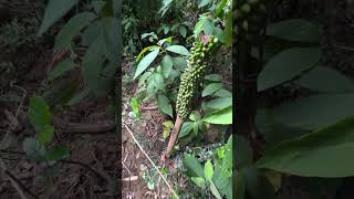 Amorphophallus scaber the native range of this species is Vietnam blossom2grow plants garden [upl. by Deina986]