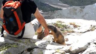 licking marmot [upl. by Yleek]