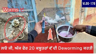 ਲਓ ਜੀ ਅੱਜ 20 ਕਬੂਤਰਾਂ🕊️ਦੀ ਹੋਰ deworming ਕਰਤੀ piperazine ਦਵਾਈ ਨਾਲ result ਬਹੁਤ ਵਧੀਆ ✅ [upl. by Anilak]