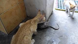 Cat catches a rat [upl. by Airtal]