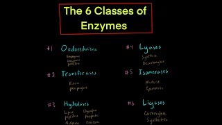 The 6 Classes of Enzymes w Mechanisms oxidoreductase transferase hydrolase lyase isomerase ligase [upl. by An]