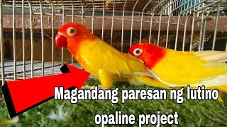 Magandang paresan sa lutino opaline project [upl. by Asek399]