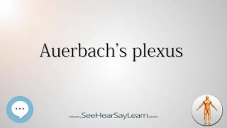 Auerbachs plexus Anatomy Named After People 🔊 [upl. by Rennat]