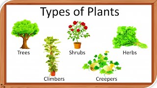 Classification of Plant  Trees Shrubs Herbs Climbers amp Creepers [upl. by Alesi440]