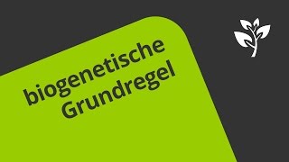 Die biogenetische Grundregel  eine Darstellung  Biologie  Evolution [upl. by Ahsilahs]