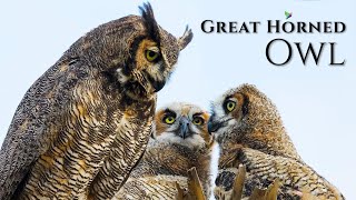 🦉The Great Horned Owl Call🎶 Male and Female [upl. by Blondy]