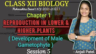 Class XII  Development of male gametophyte  Reproduction in lower and higher plants  Anjali Patel [upl. by Sievert226]