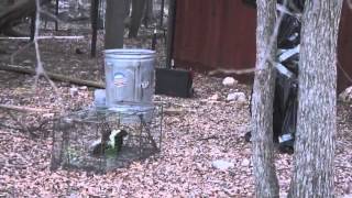 How to remove a skunk from a live trap Trash bag style [upl. by Eicram]