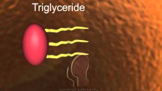 Triglycerides [upl. by Artemisia]