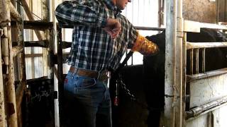 Cow Artificial Insemination Procedure [upl. by Aihsilat]