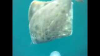 Halibut school attack GoPro [upl. by Yole829]