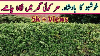 Best Fragrance MarwaMurraya Plantخوشبو کا بادشاہ  Fragrance Flowers Plant  Lets Do Nature [upl. by Yrovi]