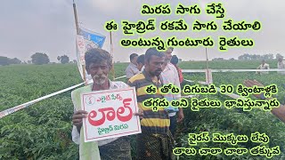 విరగ కాసిన నూతన హైబ్రిడ్ మిరప రకం  సాగు చేస్తే ఈ రకమే సాగు చేయాలి అంటున్న గుంటూరు రైతులు [upl. by Menon]