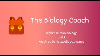 Higher Human Biology Unit 1 KA6 Metabolic Pathways [upl. by Elad83]