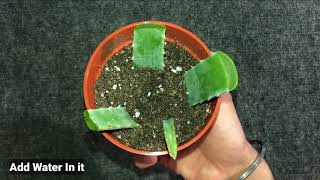 How to Grow Aloe Vera From Leaf [upl. by Armitage]