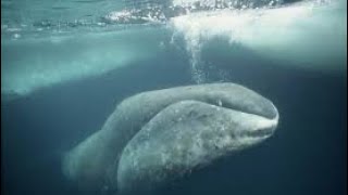 The Bowhead Whale Enormous Beast Infinite Life [upl. by Steffie]