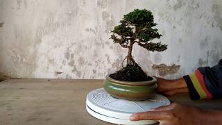 Bonsai Araucaria Heterophylla 311 [upl. by Rosse567]