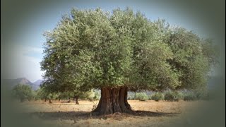 Campbellites Can’t Explain the Olive Tree in Romans 11 Campbellites Behaving Badly Episode 1 [upl. by Waterer]