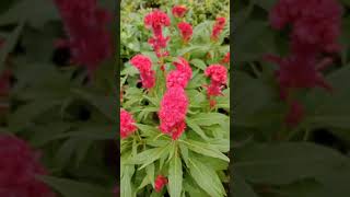 Celosia cristata GreenWorldLD [upl. by Neih]