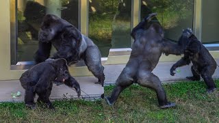 The males annoy Nene a 52yrold gorilla but she looks tough⎜HIGASHIYAMA ZOO⎜ゴリラ⎜シャバーニの群れ⎜東山動植物園 [upl. by Aridni]