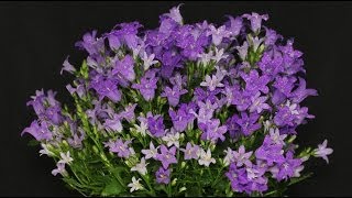 Campanula portenschlagiana  Glockenblume Bellflower [upl. by Eveineg]