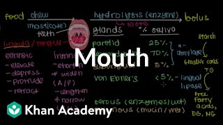 Mouth  Gastrointestinal system physiology  NCLEXRN  Khan Academy [upl. by Bonner703]