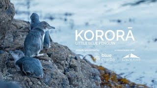 Kororā Little Blue Penguin  Documentary  RNZ [upl. by Rudich743]