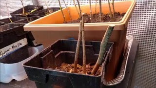 Propagating Trees with Cuttings  An important tip [upl. by Rubens990]