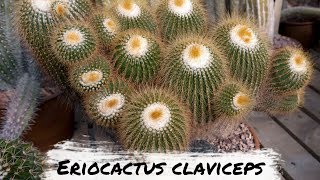 Espécies de Cactos  Eriocactus claviceps [upl. by Klute940]