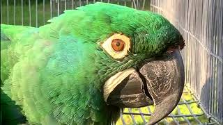 Colorful Emerald Macaw Parrot beautiful macaw [upl. by Ardiek]