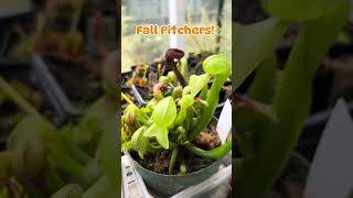 Sarracenia In October Fall pitchers carnivorousplant garden pitcherplant carnivorousplants [upl. by Orford30]