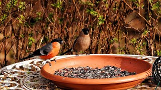 Eurasian Bullfinches 🌼🪶🦜🦜💚 [upl. by Daniela]