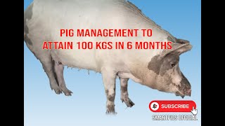 Methods of rearing pigs to attain 100kgs in six months for maximum profit [upl. by Pacian]