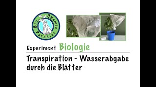 Experiment Biologie – Transpiration – Wasserabgabe durch die Blätter [upl. by Sheley]