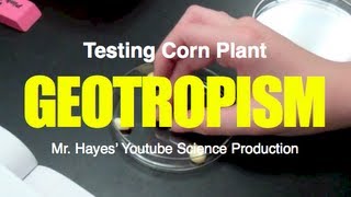 Geotropism Test with Corn Plants [upl. by Nylynnej]