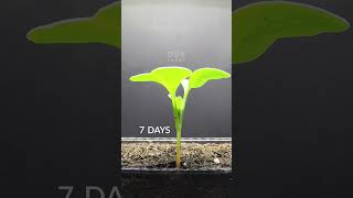 20 Days in 20 Seconds  Radish [upl. by Paschasia]