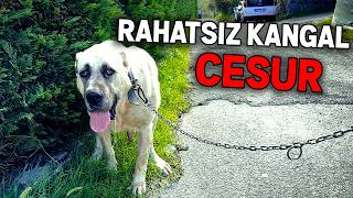 RAHATSIZ KANGAL CESUR İLE ORMAN TURU  yasak bölge [upl. by Crystie]