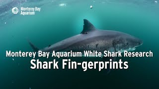 Project White Shark — Shark Fingerprints [upl. by Giarg219]